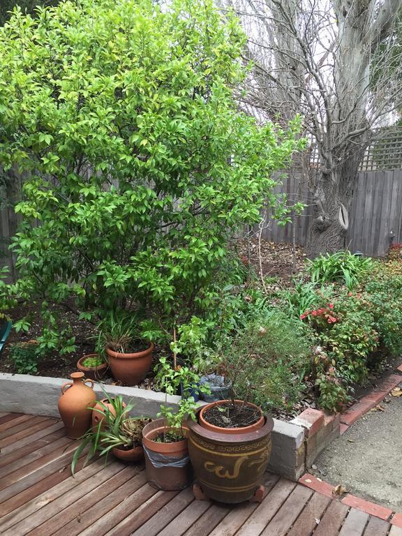 Garden Cottage St Kilda Melbourne Dış mekan fotoğraf